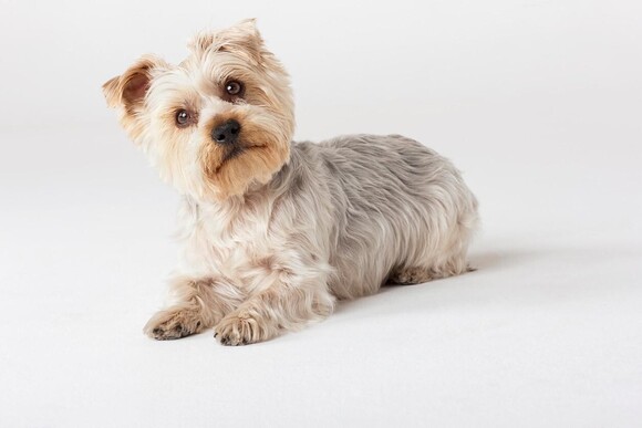 Yorkshire Terrier - Full Dog Breed Information by PawsandFurs.com