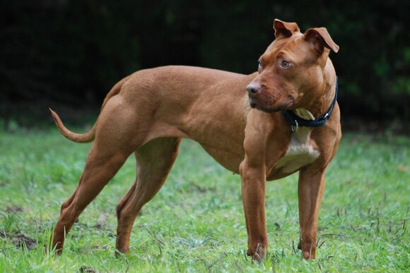 American Pitbull Terrier - Full Dog Breed Information by Pawsandfurs.com