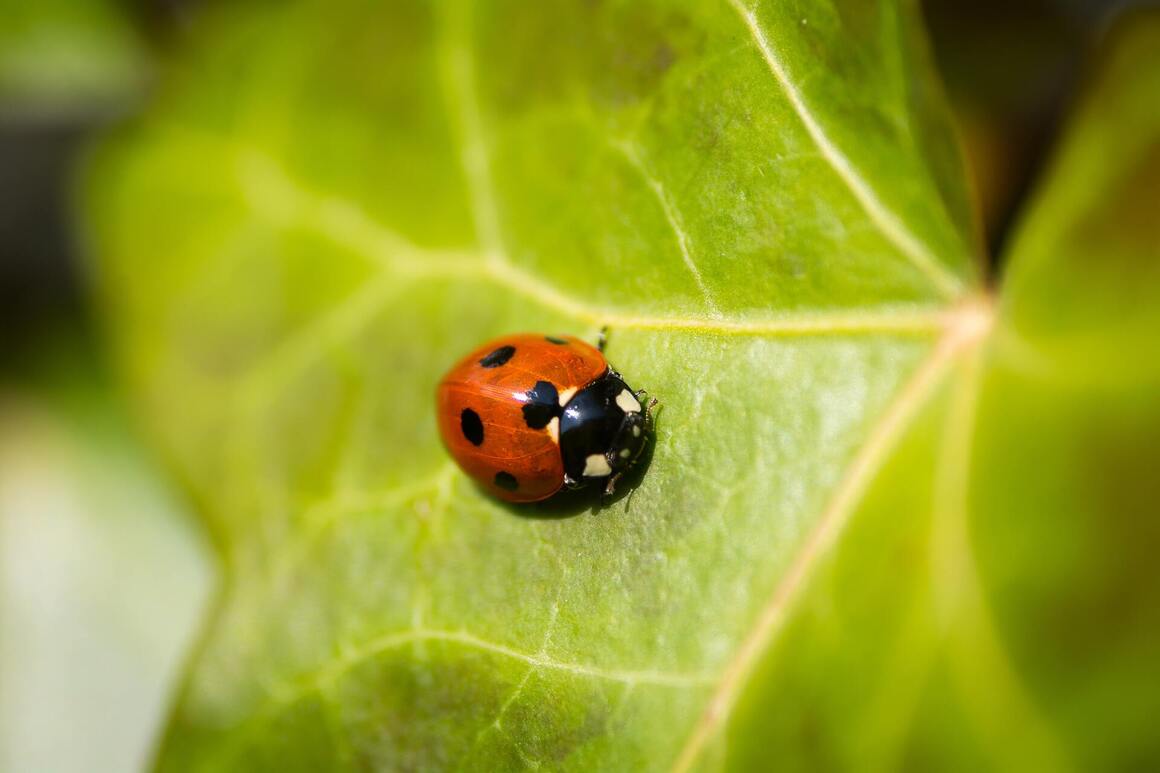 PEST CONTROL BEAVERTON