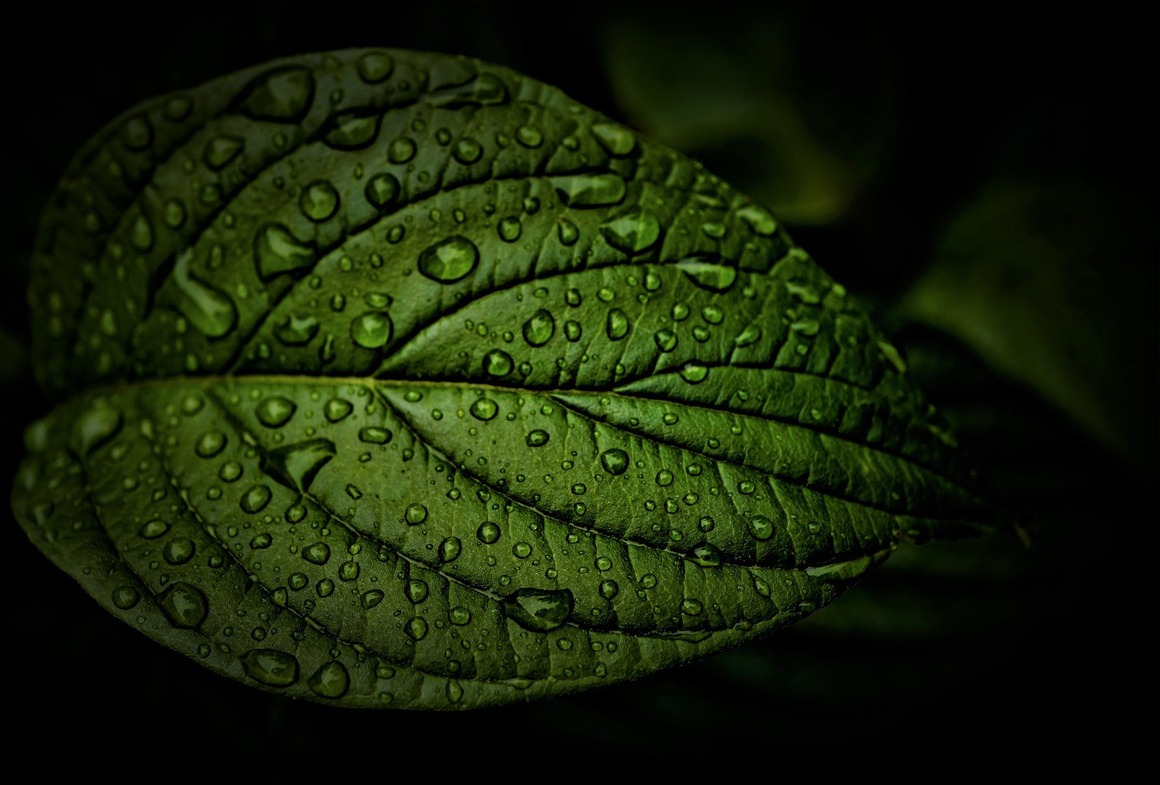Healthy and Amazing Benefits of Liquid Chlorophyll