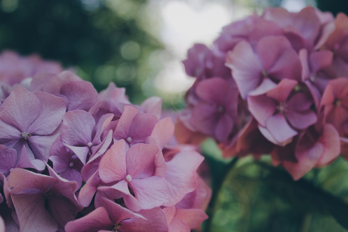 Reasons Why Plants Decoration Ideas Is Becoming More Famous