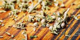 Best Cannabis Seed Banks: Top 5 Places To Buy Seeds Online