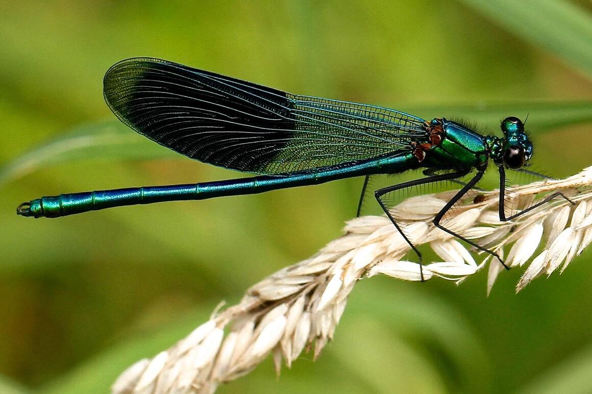 Did you know that the decrease in insect population is linked to light pollution?