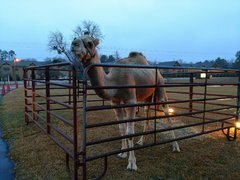 Carolina Fun Factory Providing Live Nativity and Petting Zoo for Holiday Events 