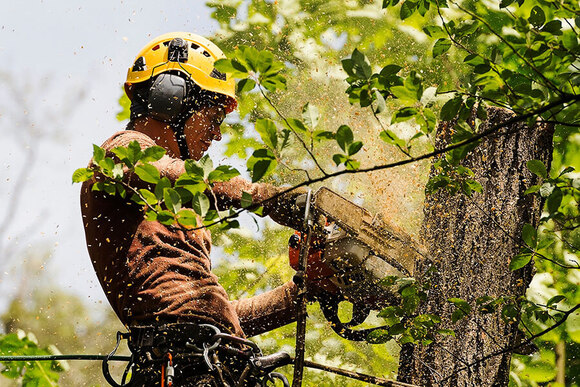 Tree Removal Calgary Expands Professional Tree Services in Calgary, Alberta