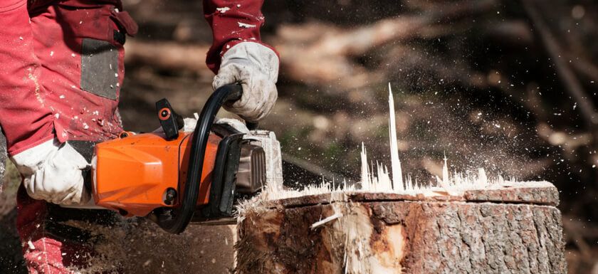 Tree Removal Edmonton Continues to Provide Exceptional Tree Services 