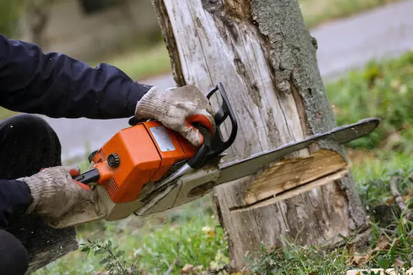 Tree Removal Company in Toronto Hits The High Notes In 2021    