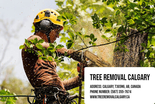 Important Recommendations for Customers by tree service professionals