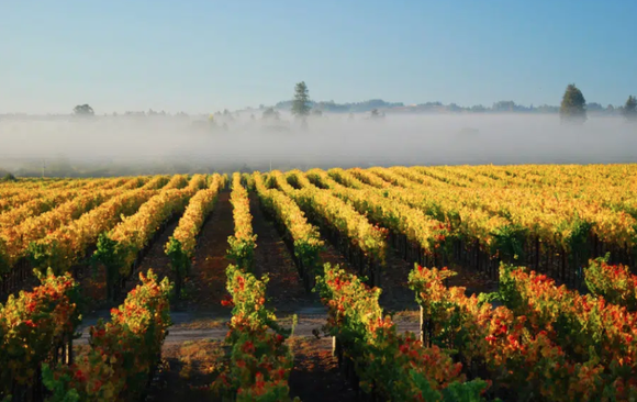 Top 12 Sebastopol Wine Tasting Rooms Released by Sonoma Wine Tasting Blog
