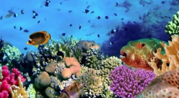 Reef Craze Updates Website and Expands Tips About Coral Reef Tanks