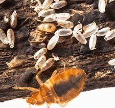 Bed Bug Barrier Explains How to Get Rid of Bed Bugs the Eco-Friendly Way