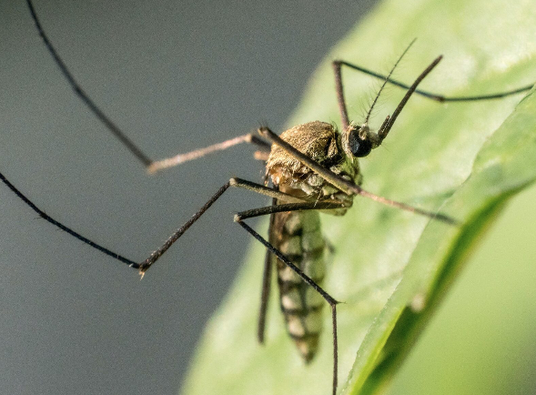 OKC Mosquito Militia Total Pest Control Updates Website with Free Quotes