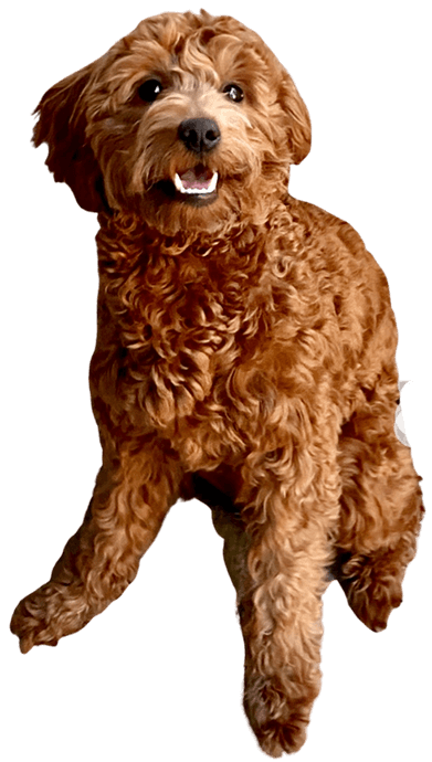 Doodledeed Releases Information On Best Goldendoodle Breeders In Florida