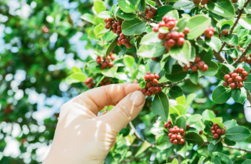 BUZZ Coffee Launches New Seasonal Coffee Beans 