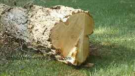 Fort Worth’s Tree Service Guys Get 5-Star Reviews on Google