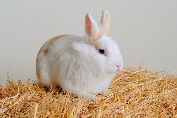 The Little Hay Co Premium Rabbit Hay