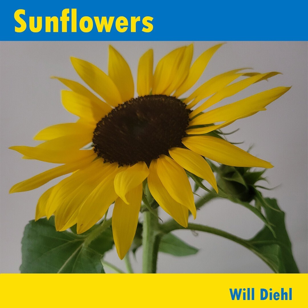 sunflowers