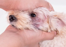 Blinddogs.net Announce Acquisition of MyAssistanceDogInc.Org 