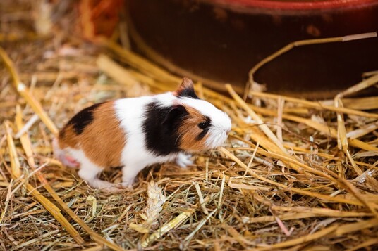 The Little Hay Co Warns Pet Keepers About the Fire Hazard of Substandard Feeding Hay