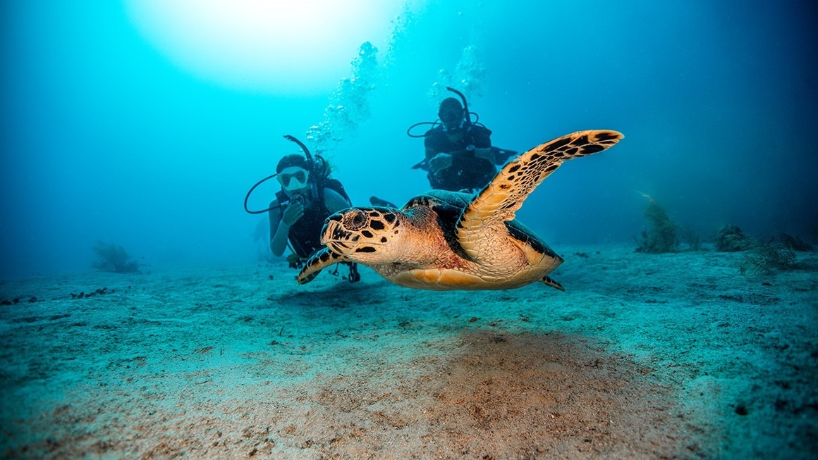 Scuba Diving Wilmington NC