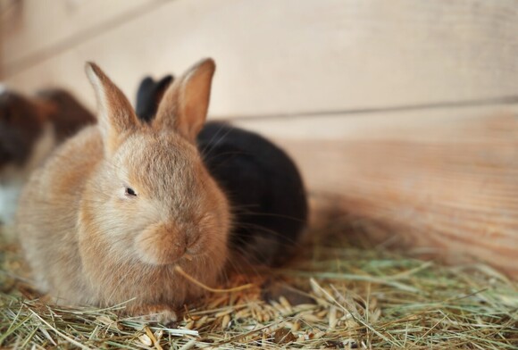 Small Pet Experts at The Little Hay Co Explain the Science Behind ‘Magic’ 12% Hay Moisture Content