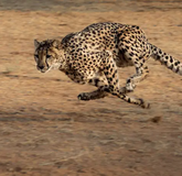 Coolwoodwildlifepark.com Announces the Acquisition of Samveasna.org