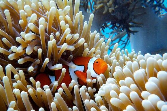 Australia coral reef