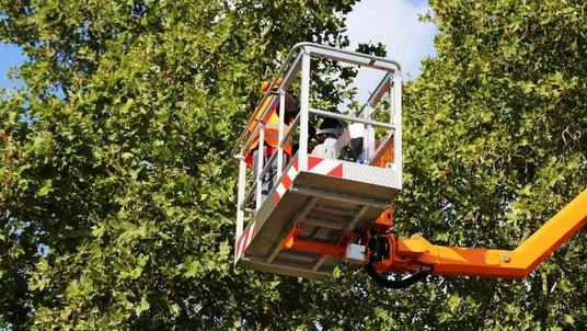 Tree Service Duluth MN Updates Its Website