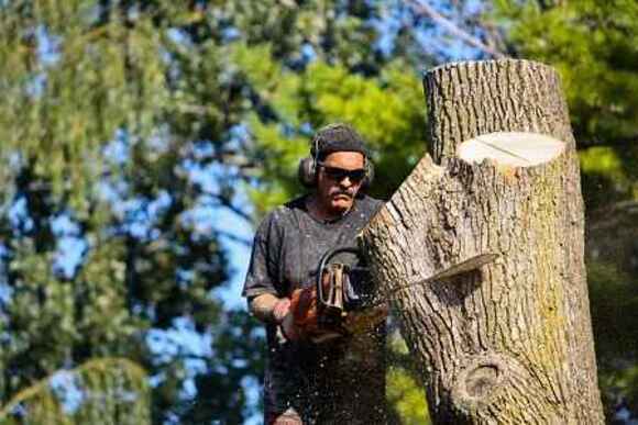 Tree Service Guys Unveil Insightful Article on Tree Removal Benefits