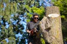 Tree Service Guys Unveil Insightful Article on Tree Removal Benefits