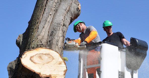 Tree Service Pros of Plano Gives Tips on Emergency Storm Damage  