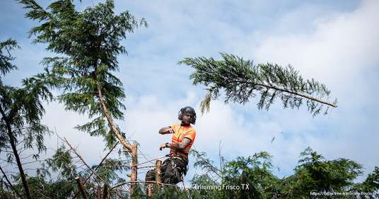 Tree Service Pros, Certified Arborist near Frisco, TX, Offers Advice on Tree Placement