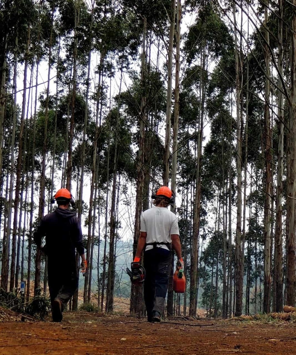 McKinney Tree Service Company Tree Service Pros Explains Financial Benefits of Tree Care 