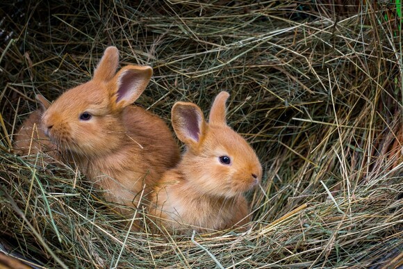 The Little Hay Co Launches Range of Treats for Rabbits and Other Small Pets