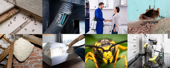 House &amp; Home Pest Control Offers Comprehensive Pest Control in Dublin