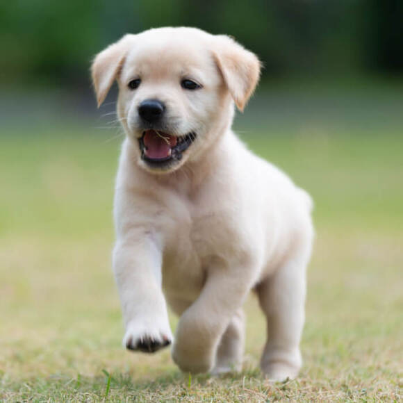 Puppy Cursus Launches New Website for Online Dog Training Courses in Dutch