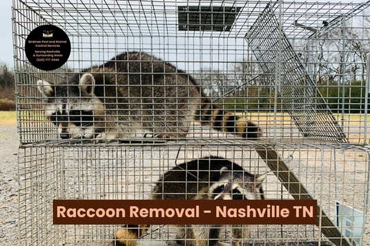 Birdman Wildlife Solutions Provides Same-Day Wildlife Removal Services in Nashville, TN