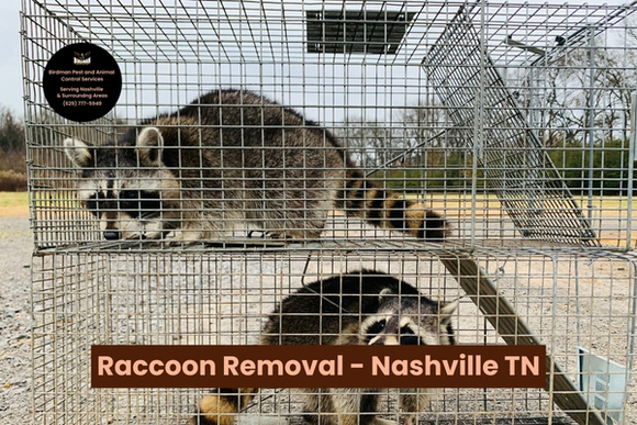 Birdman Wildlife Solutions Provides Same-Day Wildlife Removal Services in Nashville, TN 