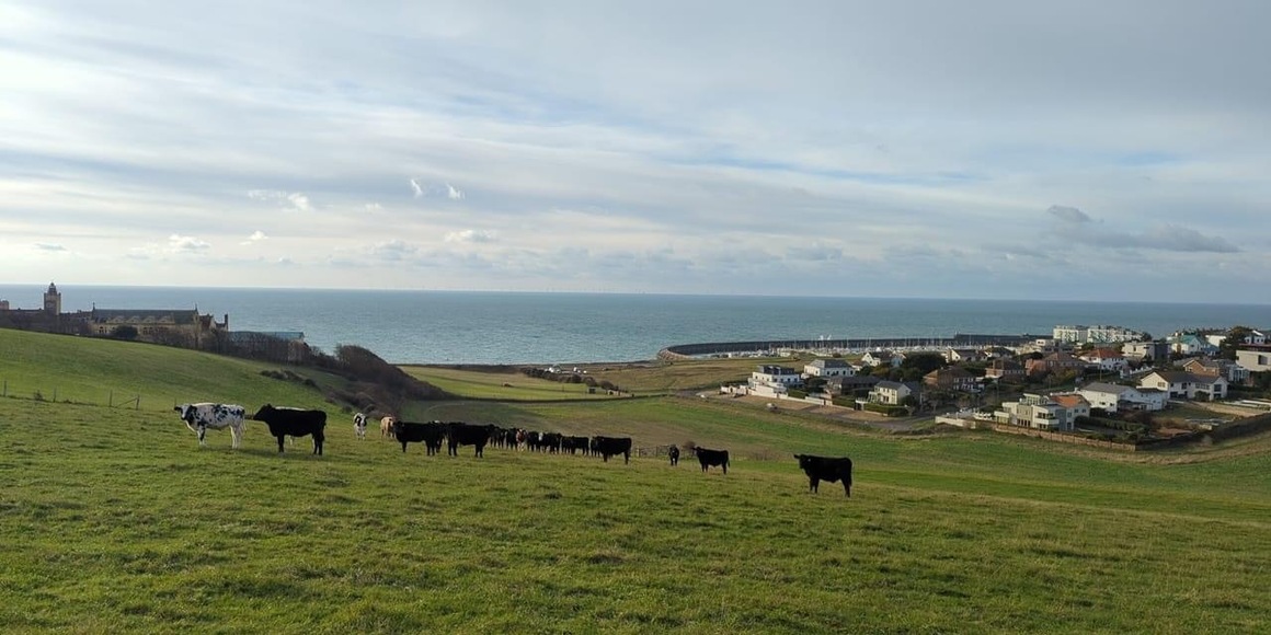 BW Carr Farms Commits to Producing High-Quality, Grass-Fed, Antibiotic-Free Sussex Beef