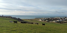 BW Carr Farms Commits to Producing High-Quality, Grass-Fed, Antibiotic-Free Sussex Beef