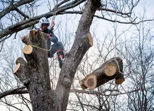 Matthews Tree Service Introduces Free Instant Quotes for Comprehensive Tree Care