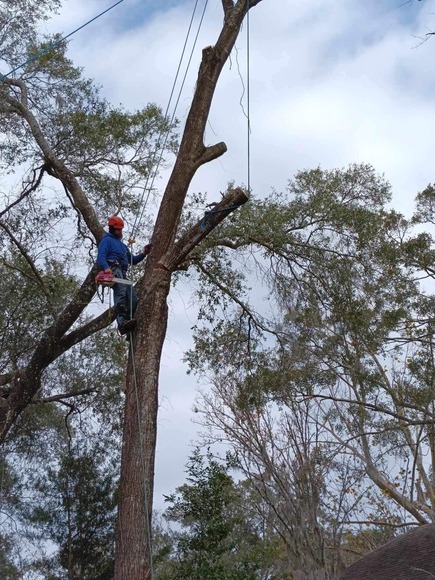 Gregg’s Quality Tree Care Expands Services to Enhance Landscapes in Central Florida