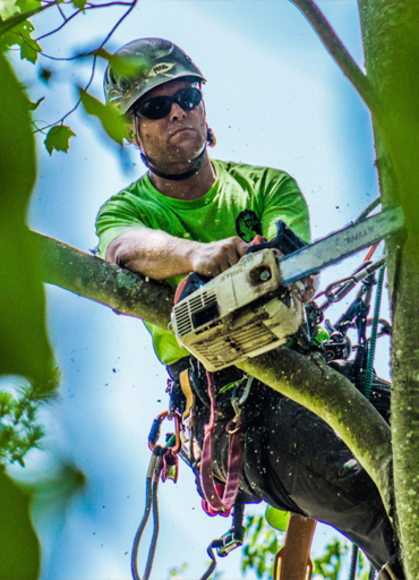 M &amp; M Tree Cutting Inc. Unveils Comprehensive Tree Removal Services 