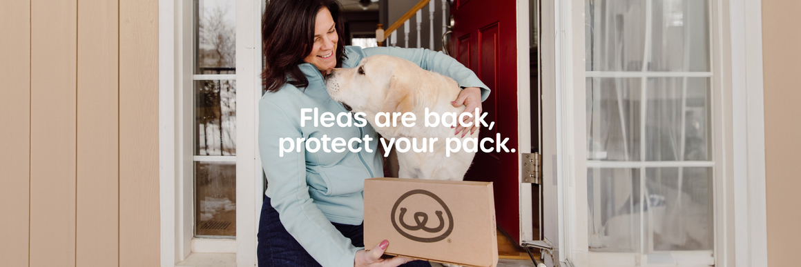 PetFriendly Launches The Comprehensive Flea Killing Kit with Money-Back Guarantee