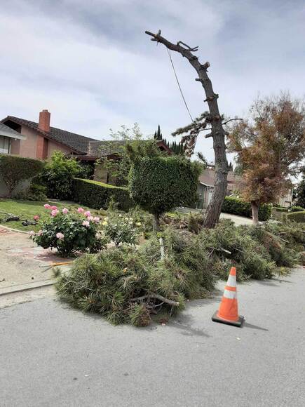 New Horizon Tree Services Expands Services to San Mateo County