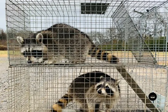 Birdman Wildlife Removal Prepares for Bat Season in Middle Tennessee