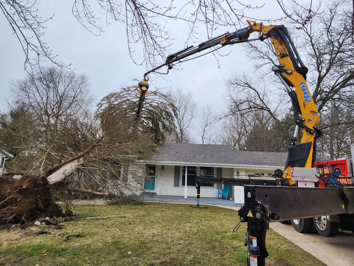 Tree Wise Men LLC Launches Tree Care Services in Janesville, WI