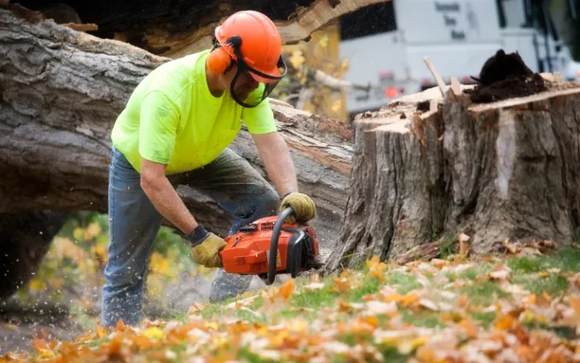 Chandler Tree Services Provides Exceptional Tree Care to Elevate Outdoor Spaces