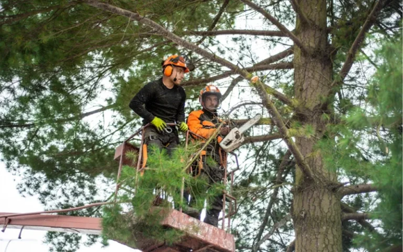 Wilmington Tree Services Offers Expert Tree Care and Maintenance