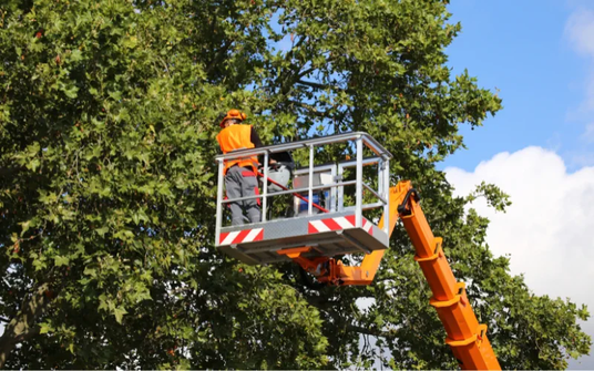 Erie Tree Services Offers Professional Tree Services in Erie, PA